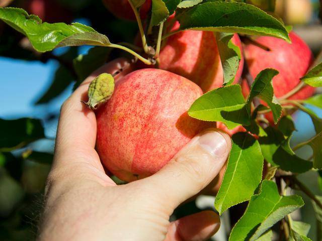 韩版苹果黑解
:“每日一苹果，疾病远离我”，除了生食苹果外，我们还能怎么吃？