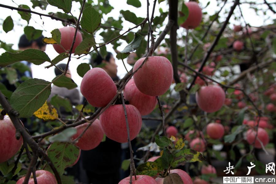 陕西苹果最新新闻陕西苹果最新批发价格-第1张图片-平心在线